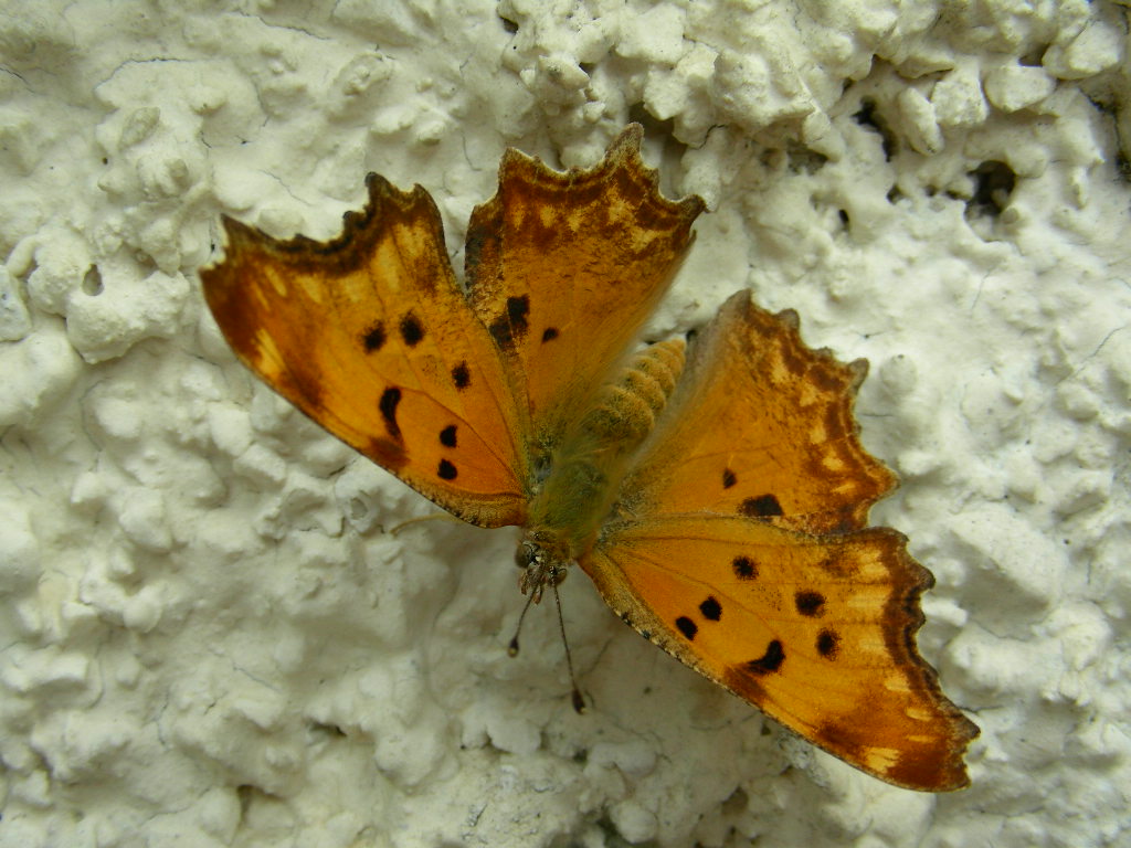 Si  prestata la bella Polygonia egea....